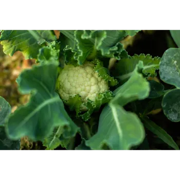 Cauliflower (34)-4988721-63424.webp